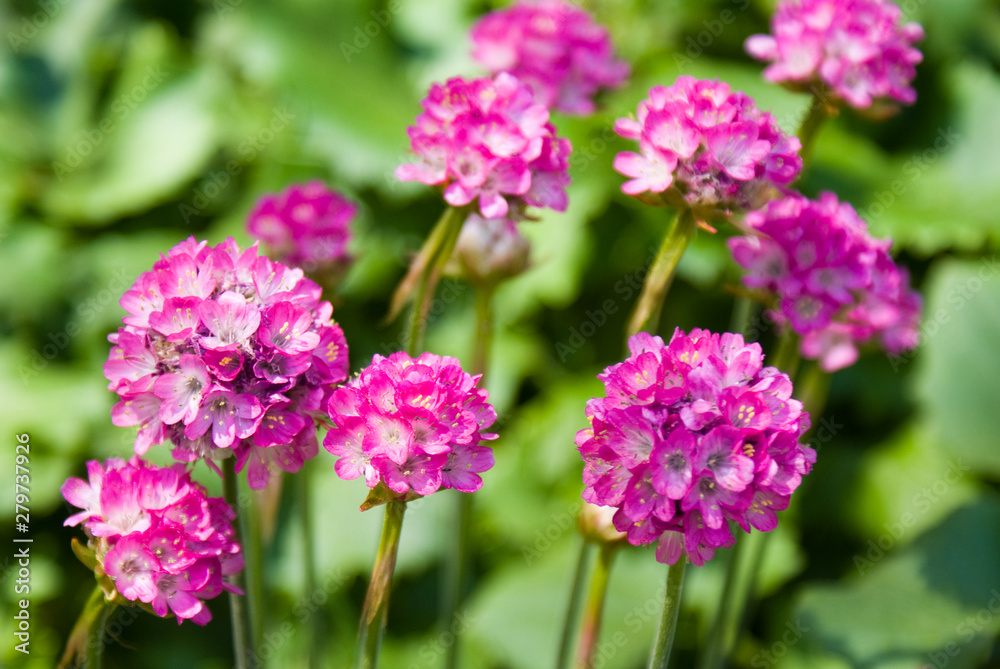 Allium Allium