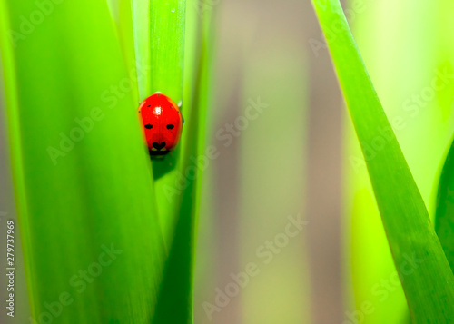 Ladybug Sitting on Green Grass Blade. Purity Concept.
