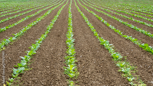 Perspective view of rows of green vegetable crops