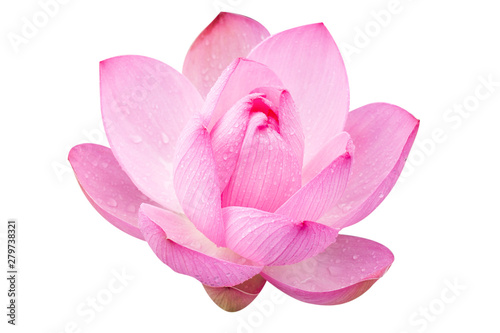 Pink lotus on a white background