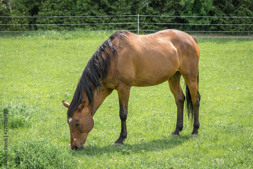 Horse standing on a field with green grass Horse standing on a field with green grass