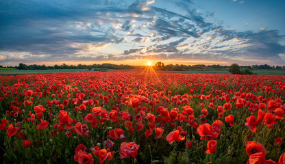 Papier peint photo Coquelicots Panorama de coquelicots au ciel vespéral  © Mike Mareen