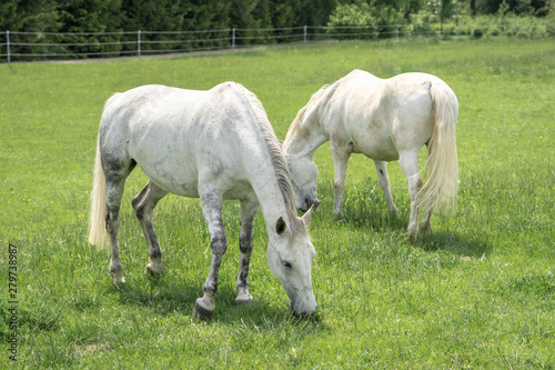 Horses standing on a field with green grass
