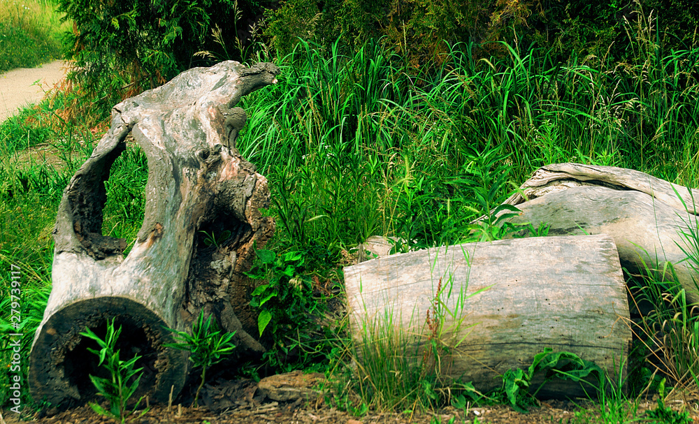 decaying logs in one of the gardens of the chiacago conservatory decaying logs in one of the gardens of the chiacago conservatory