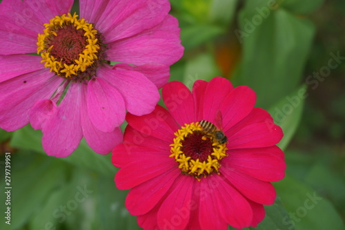 flower in the garden