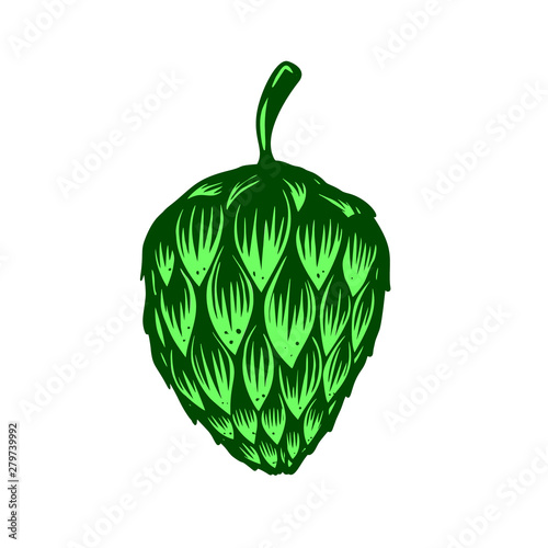 Illustration of beer hop in engraving style. Design element for poster, emblem, sign, logo, label, flyer. Vector illustration