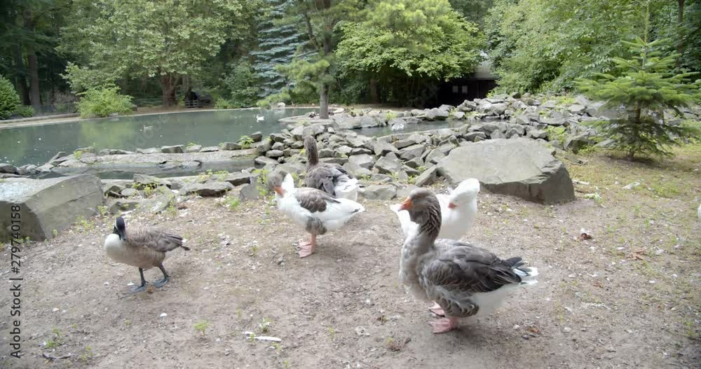 A group of gooses cleaning their plumage by a pond in a wild park A group of gooses cleaning their plumage by a pond in a wild park