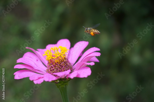 worker bees are lurking in flowers