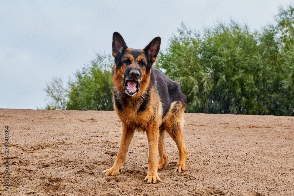 Dog German Shepherd outdoors on sand in a summer