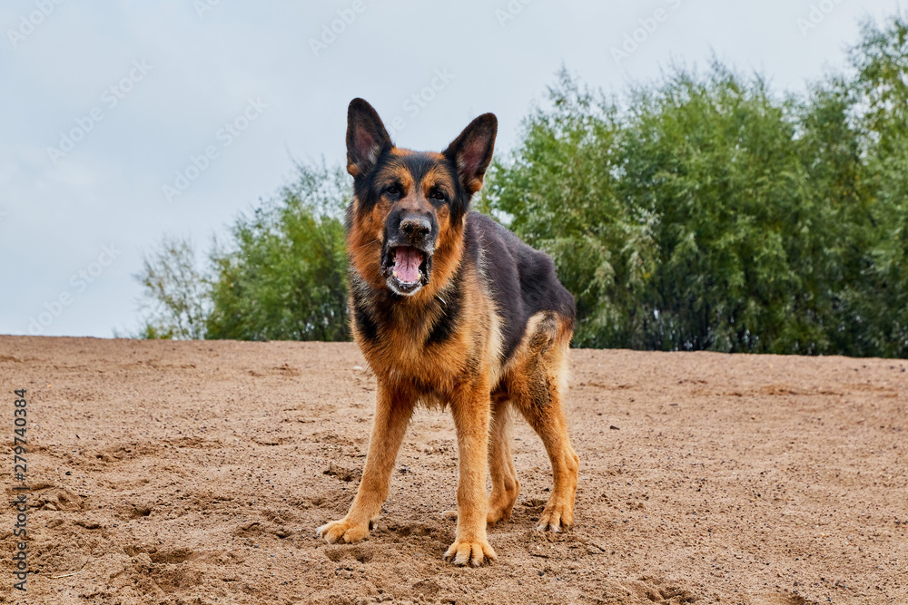 Dog German Shepherd outdoors on sand in a summer Dog German Shepherd outdoors on sand in a summer