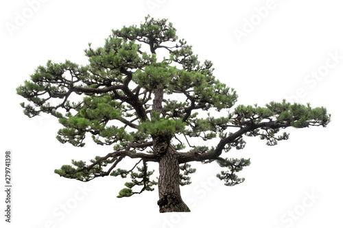 Japanese pine tree is isolated on white background