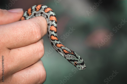 Snake in hand