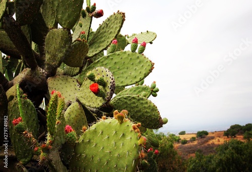 Kaktus mit Blüten  photo