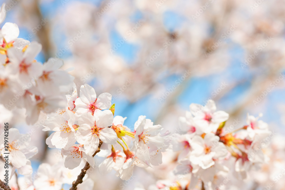 Fototapeta premium 桜