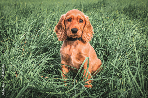 English cocker spaniel puppy sitting on the grass