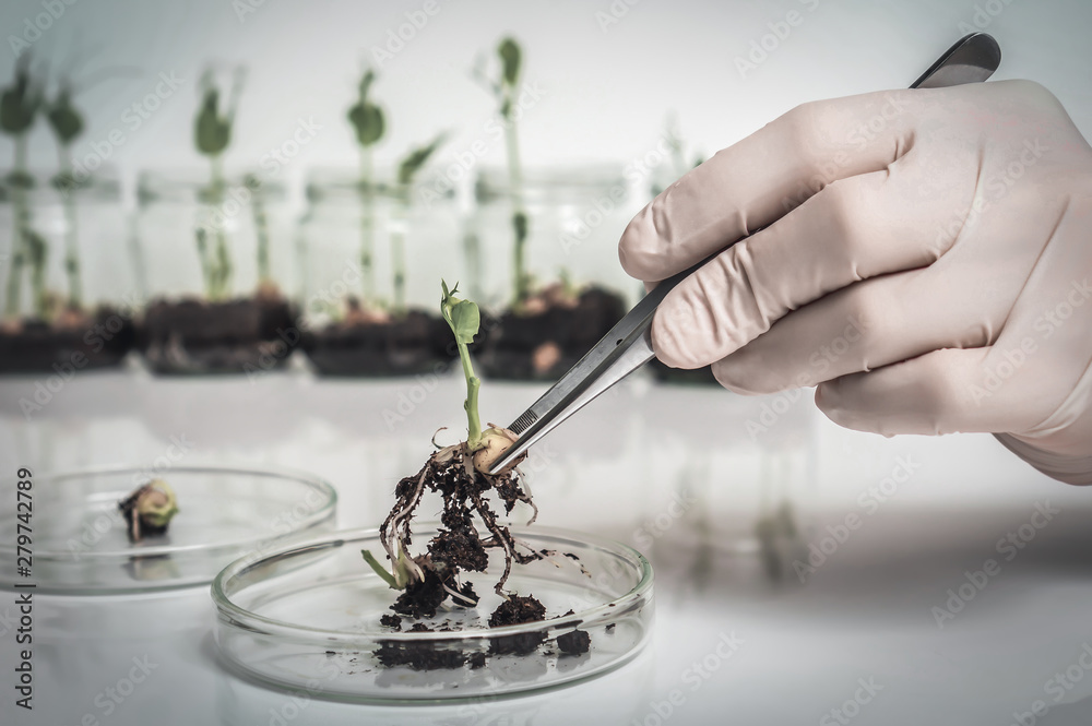 Scientist testing GMO plant in biological laboratory - obrazy, fototapety, plakaty 