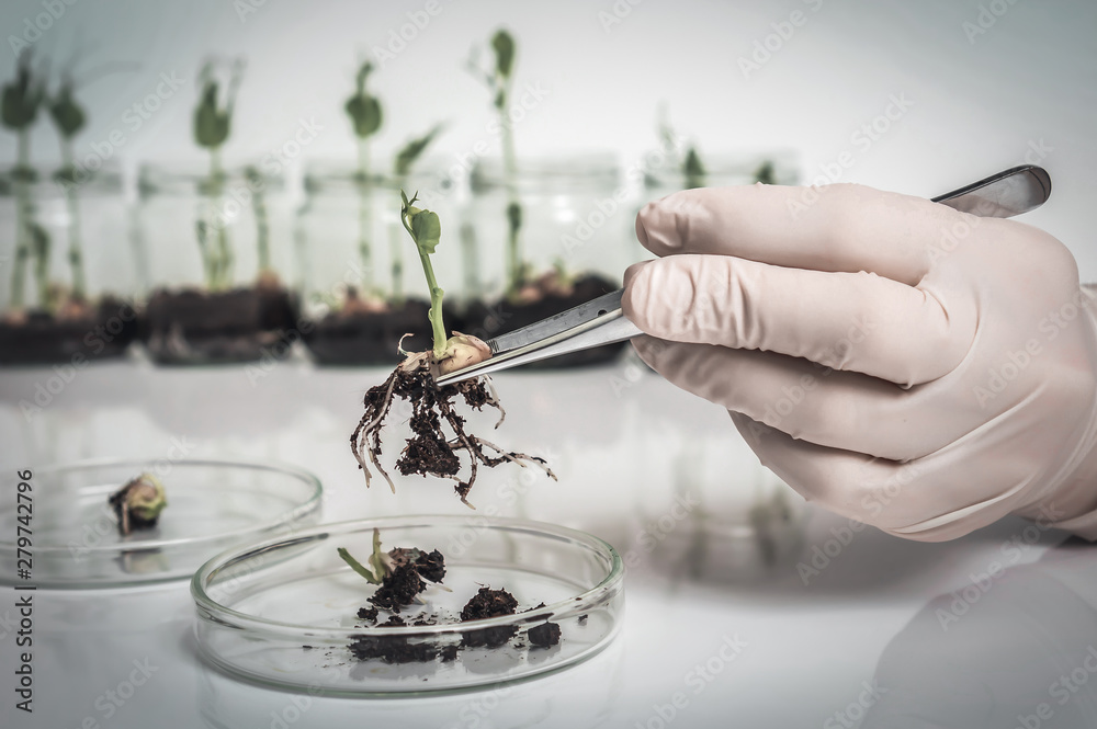 Scientist testing GMO plant in biological laboratory Scientist testing GMO plant in biological laboratory