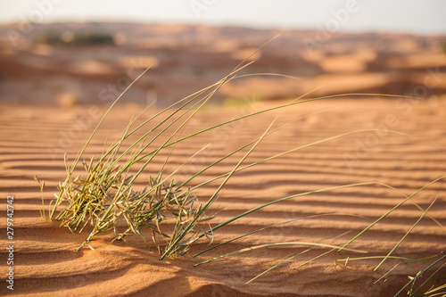 Thin graceful desert grasses on the top of the dune on the background of orange dawn. Romantic sunset in the desert..