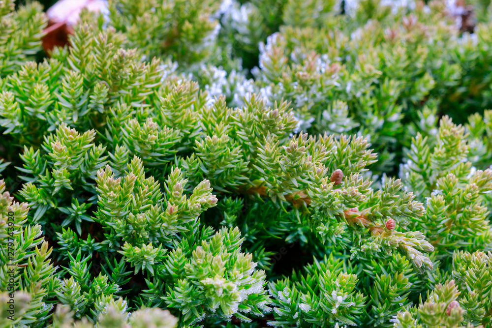Frosted coniferous trees in the garden in the morning. Frosted coniferous trees in the garden in the morning.