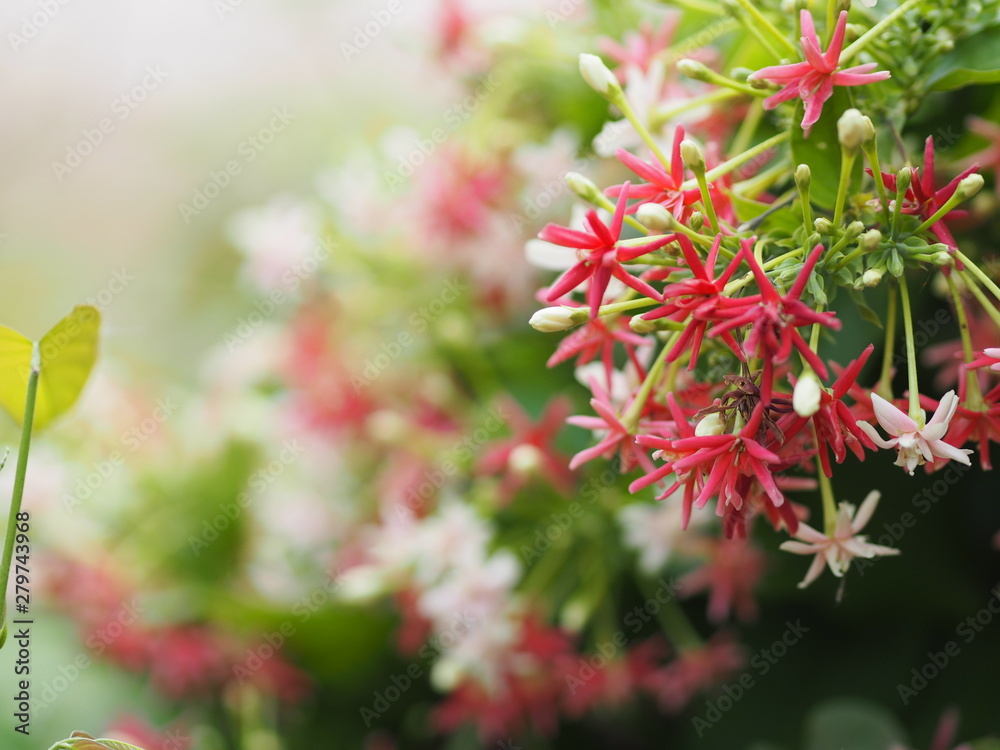 white pink red Flower Combretum indicum Rangoon Creeper Chinese honey Suckle Drunen sailor on blurred of nature background white pink red Flower Combretum indicum Rangoon Creeper Chinese honey Suckle Drunen sailor on blurred of nature background