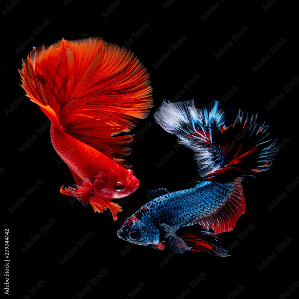 Fototapeta premium Betta fish Fight in the aquarium
