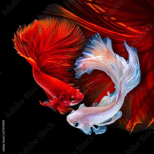 Betta fish Fight in the aquarium