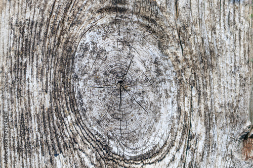 Wooden background. Old gray pine tree