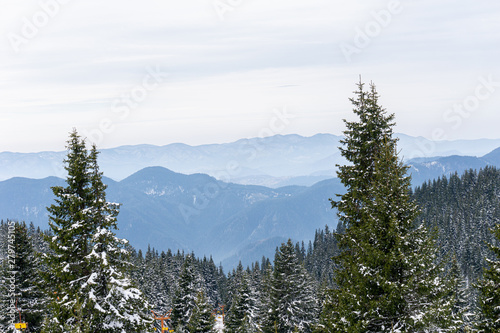 Mountain, trees and snow
