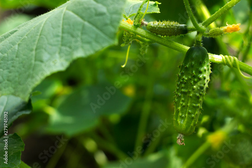Green cucumbers grow in the garden, summer background. Vegetable growing, agriculture. Small cucumbers with flowers