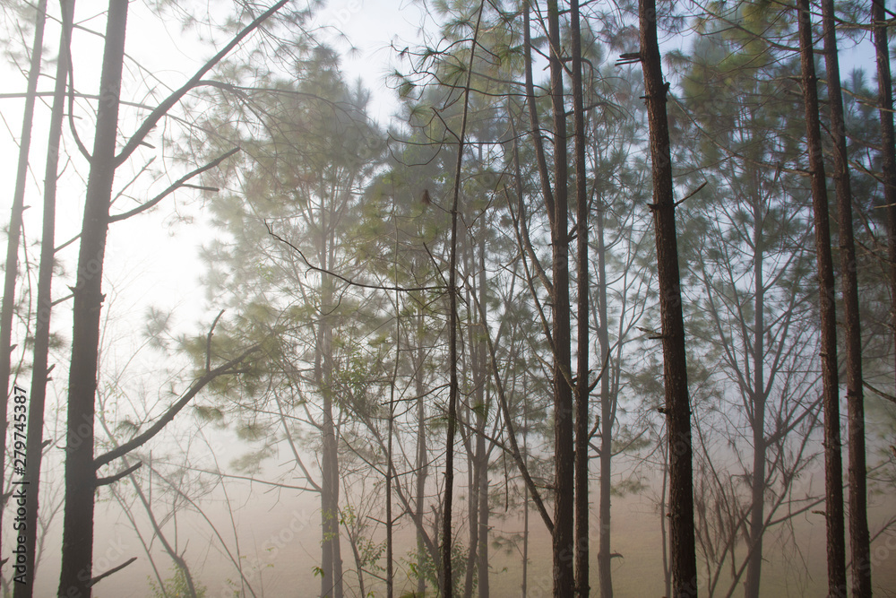 Naklejka premium Morning light and mist with forest and branches of pine trees natural background.