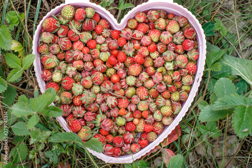 Forest strawberries in a heart shaped bucket