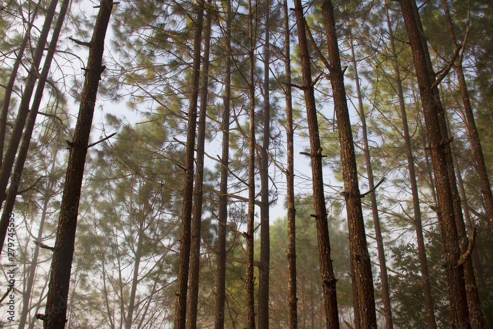 Obraz premium Forest and branches of pine trees with morning mist natural background.