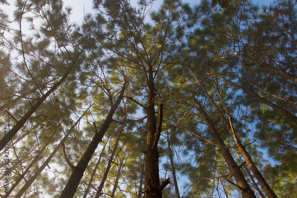 Forest and branches of pine trees with morning mist natural background. Forest and branches of pine trees with morning mist natural background.