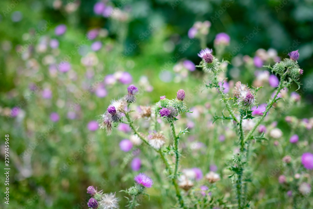 A beautiful composition of purple flowers A beautiful composition of purple flowers