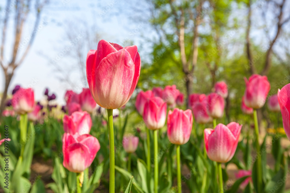 tulips in spring