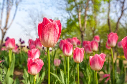 tulips in spring