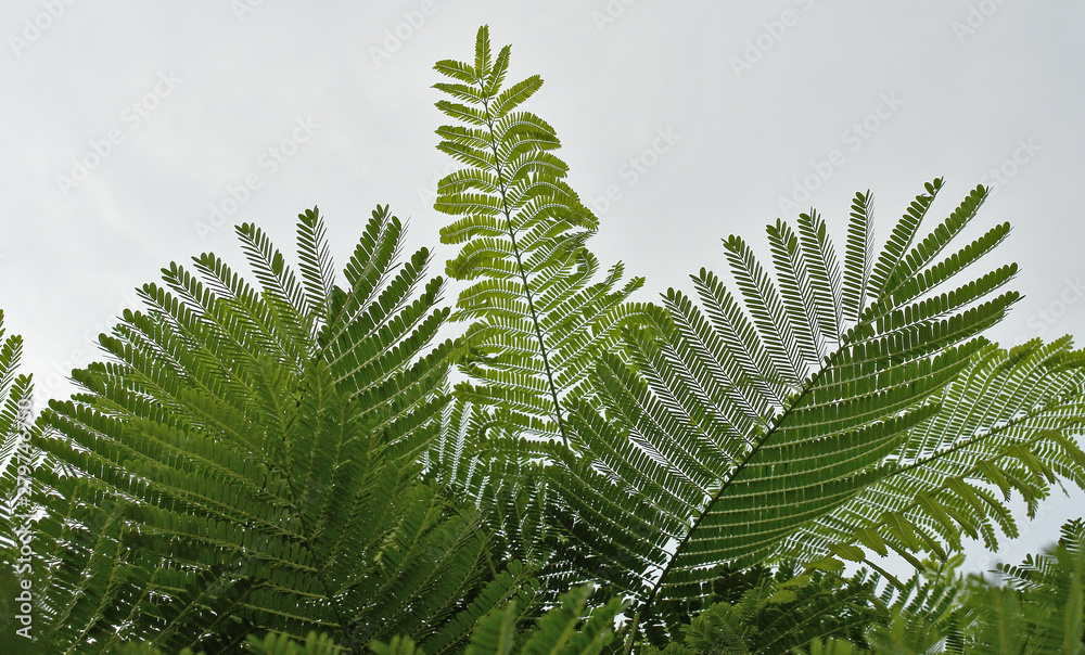Fototapeta premium Green Fern