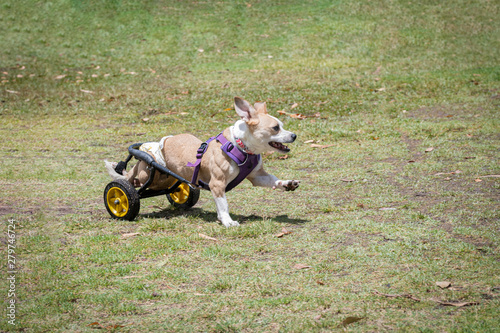 Photography Disabled dog with prosthetic legs playing in the park