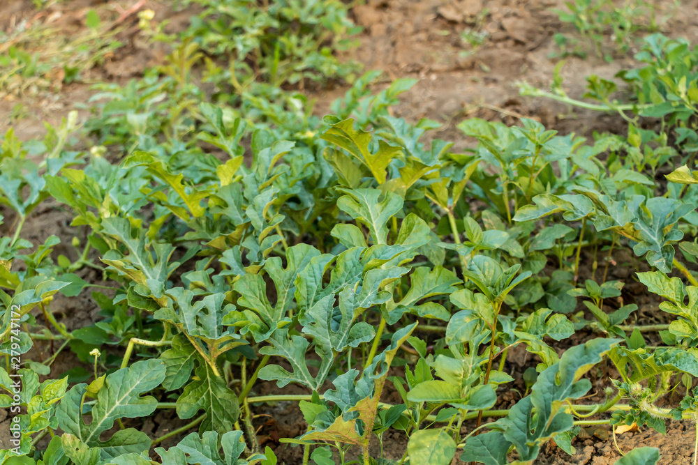 Watermelon leaves in the garden. Growing watermelon