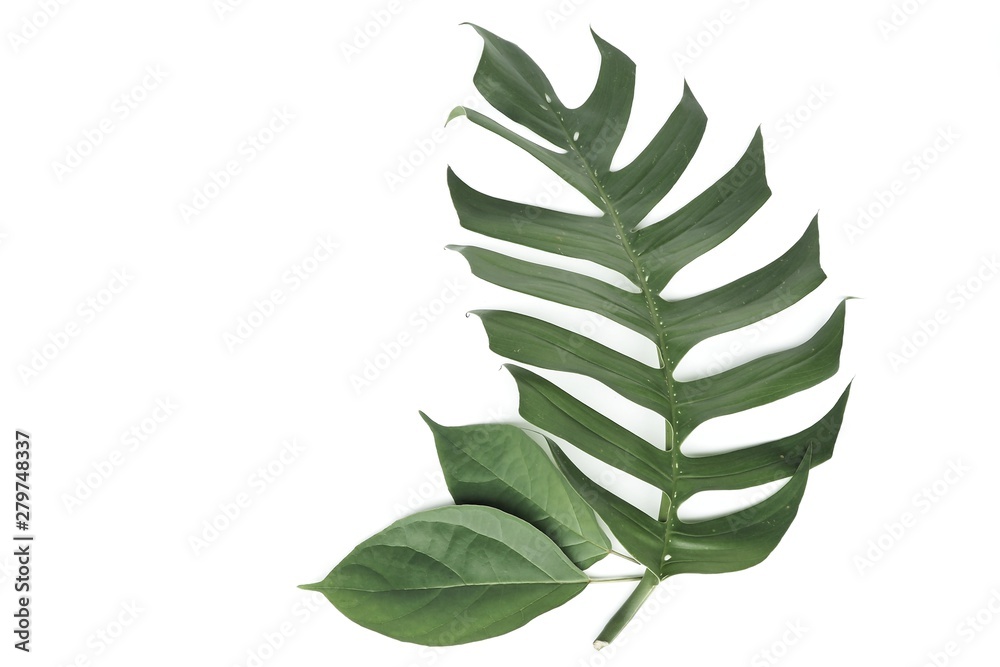 Green leaves on a white background Green leaves on a white background
