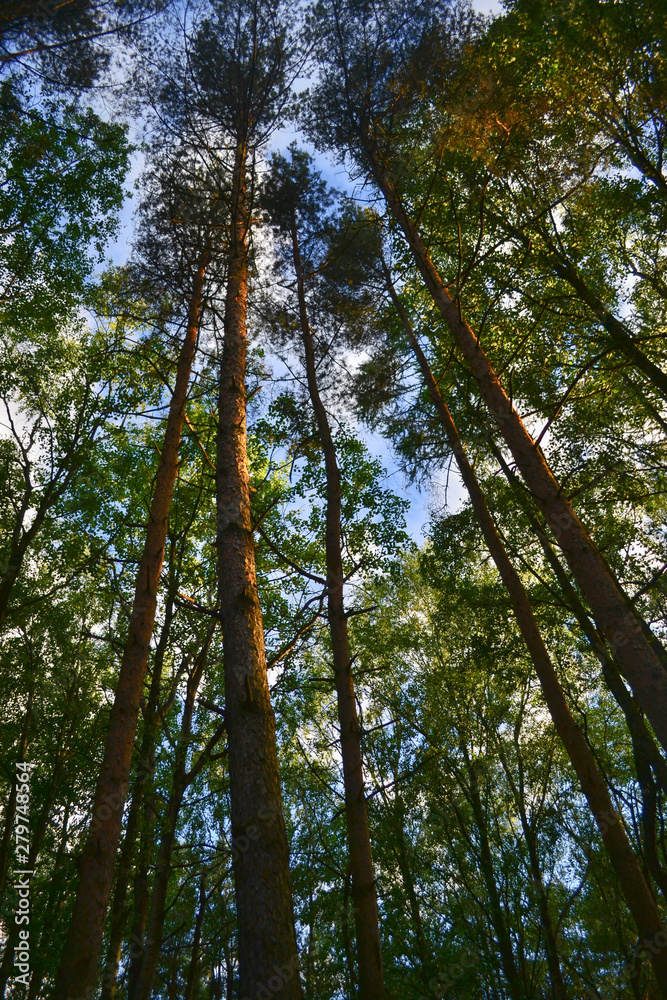 Summer landscape with pines in the forest Summer landscape with pines in the forest