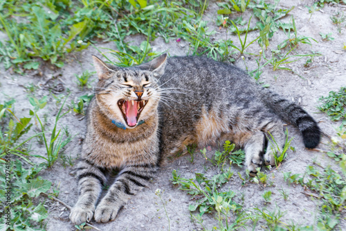 Yawning cat on the background of grass and ground © Semiglass