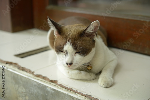 white brown cat sleep on the floor photo