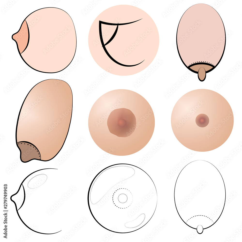 Vetor do Stock: Types of women's Breasts. Women's Breast Icon