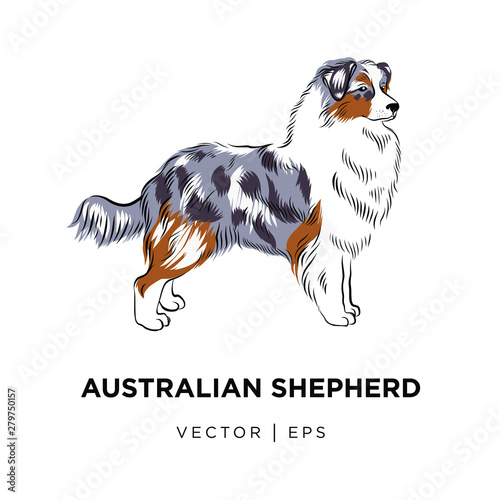 Tricolor Australian shepherd dog outline sketch. Hand drawn cute Sheltie illustration, line art doodle.  