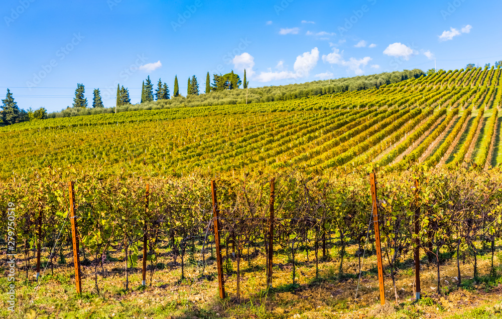 vineyard in Toscany, Italy