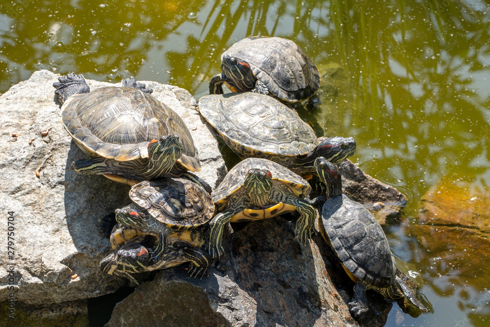 Fototapeta premium Natural background. Image of the turtles basking on the stone in the pond