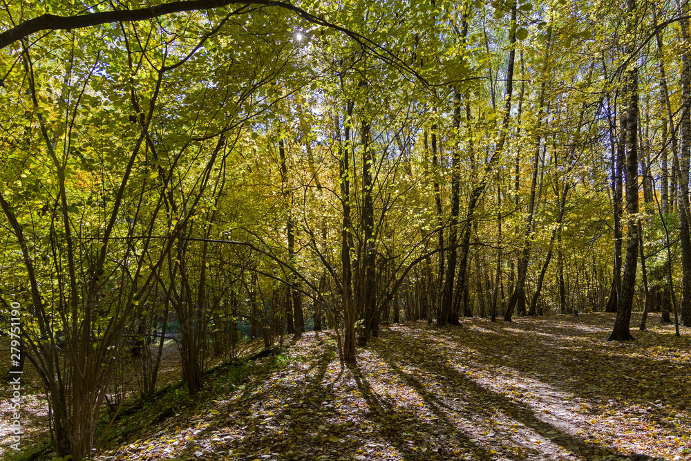 Obraz premium Footpath in the forest park.