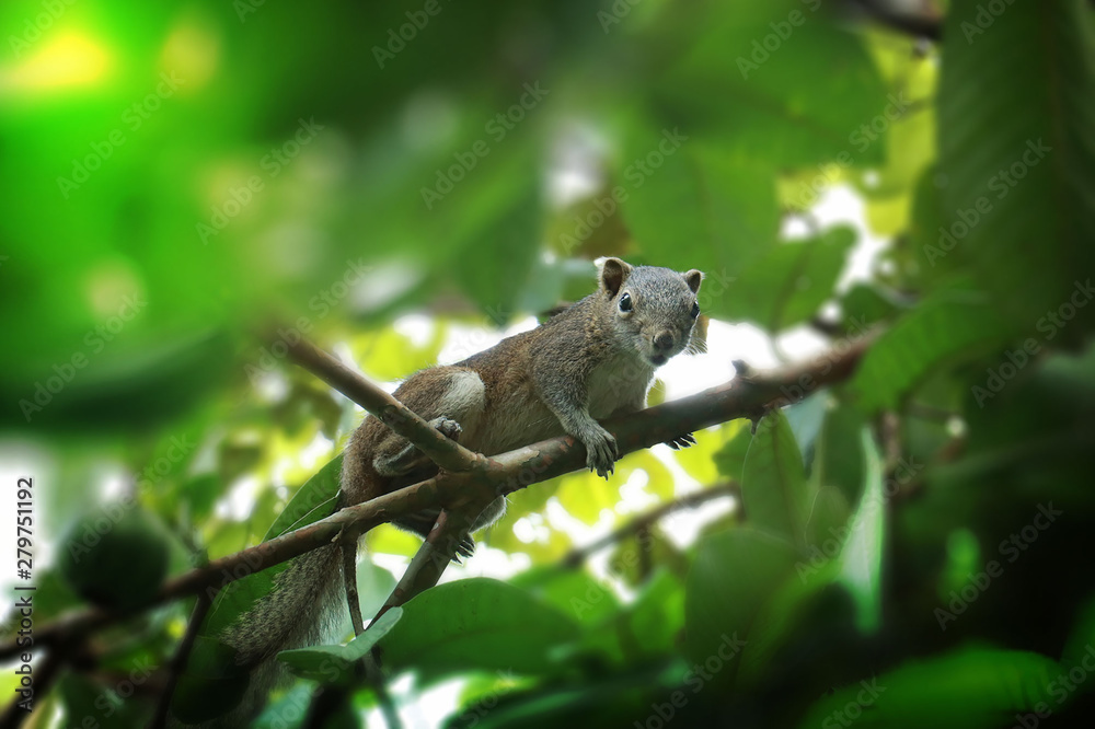 Fototapeta premium this is natural images