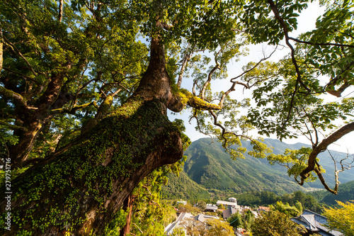 和歌山の神社に生えている巨大な樹木